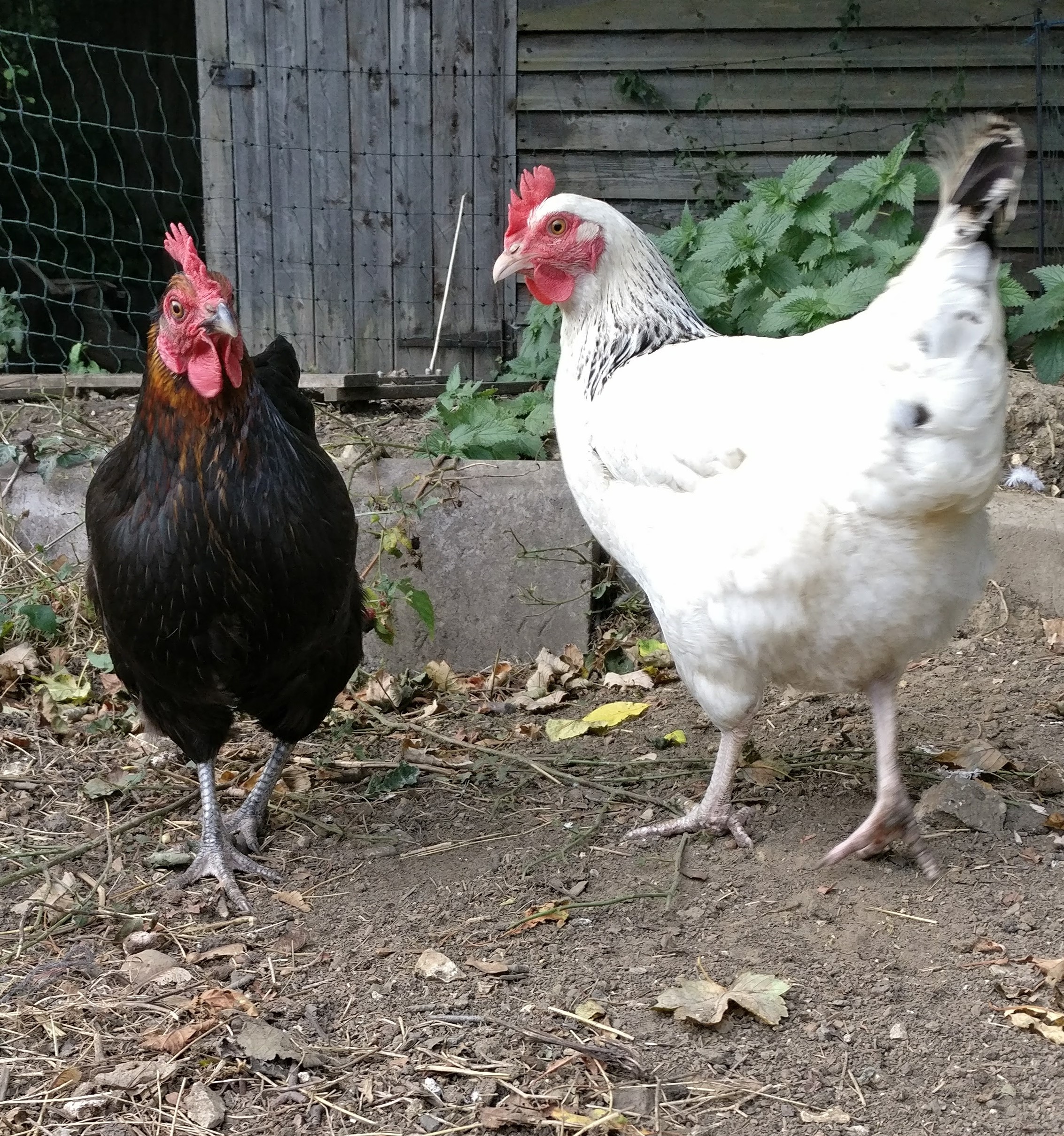 chickens2.jpg